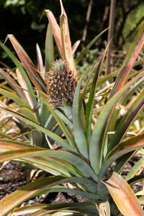 A pineapple growing in Vaucluse House's kitchen garden. 