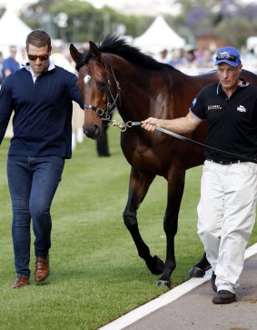 Melbourne Cup winner Protectionist looms as a star attraction in the Australian Cup.