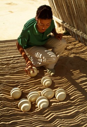 A ranger counts ostrich eggs at a farm in Oudtshoorn in the Karoo region South Africa.