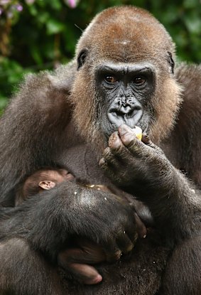 Gorilla mother Frala holds her newborn baby.