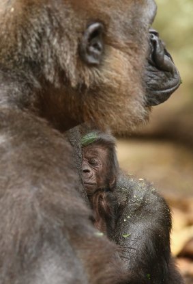 Gorilla mother Frala holds her newborn baby.