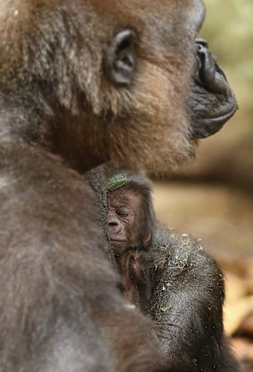 Gorilla mother Frala holds her newborn baby.