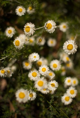 Chrysocephalum baxteri thriving at Karwarra.