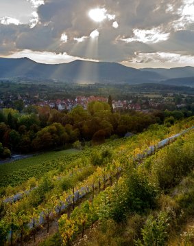 Sunset over the town and vineyards of Obernai.