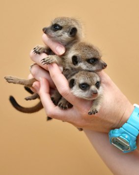 The litter is housed in Taronga Zoo's African-themed meerkat exhibit.