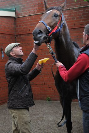 Staying power: Trainer Nigel Blackiston washes Let's Make Adeal who will run in the 3MRC Foundation Cup at Caulfield.