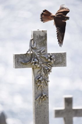 A female Nankeen Kestrel Falco cenchroides in Waverley cemetery: "They're learning how to live with us.''
