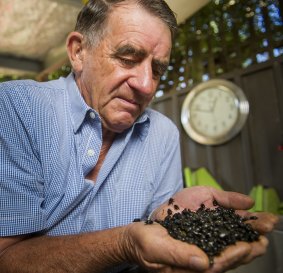 John Feehan with some of his dung beetles at home in Hackett. 


The Canberra Times