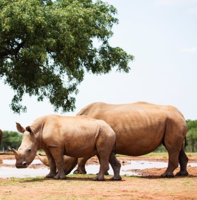 The white rhino, mainly hunted for its horn, is listed as near threatened. 