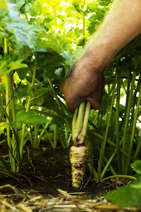 Harvesting fresh near organic vegetables and fruit from the vegetable garden.