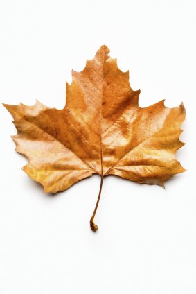 An autumn gold leaf.