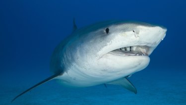 Sharks play a vital role in maintaining marine ecosystems.