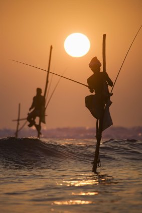 Sri Lanka's famous stilt fishermen at work in Kogalla. 