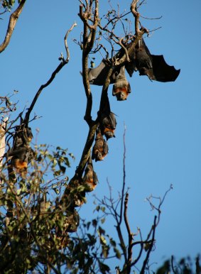 Black Headed flying fox among Grey Headed colony. 