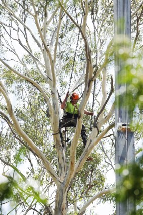 A worker cuts down a tree at Pitt Town Public School.