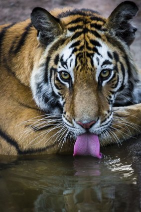 Tiger drinking at a watering hole, Bandhavgarh National Park, India.