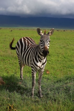 Ngorongoro Crater, Tanzania. 