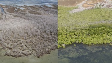 Before and after photograph of the massive dieback along the Gulf of Carpentaria.