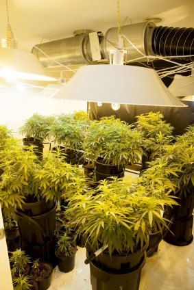 The hydroponic cannabis setup found in one room at a home in Macgregor in 2012.
