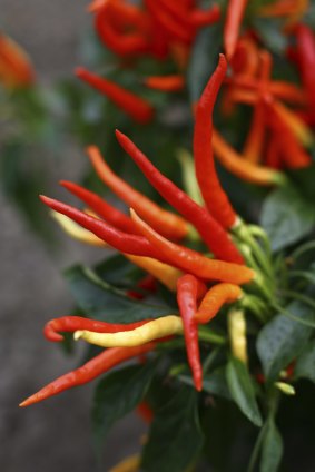 Do you know anyone who needs some chillies?