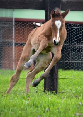 Another star?: Vegas Showgirl's latest foal.