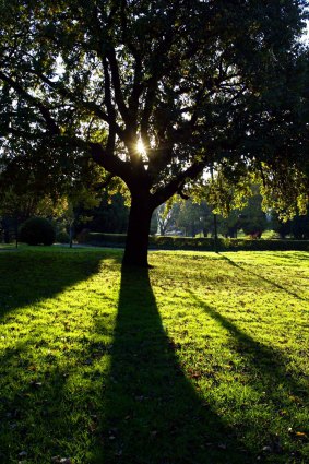 Late afternoon sunlight streams through an elm tree casting large shadows in the Domain.
