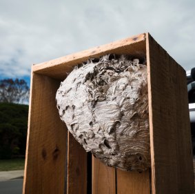 An intact European wasp nest that Jim Beriesheff removed previously.