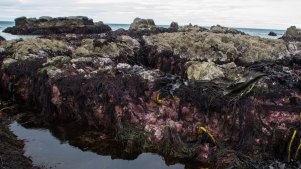 How Much The Earth Moved In The Massive New Zealand Quake