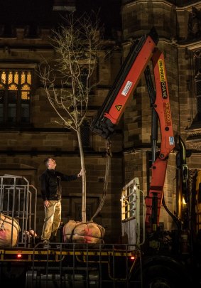 "We probably wouldn't have put in this much time and effort had the tree not been as significant as it is": Mark Moeller.