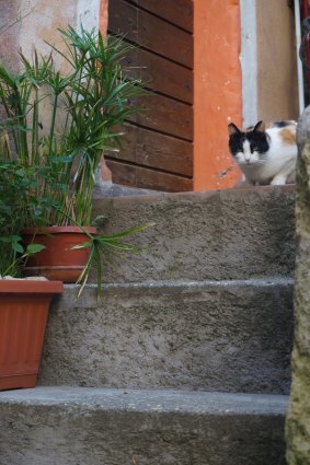 One of the many cats which have made Calcata their home.
