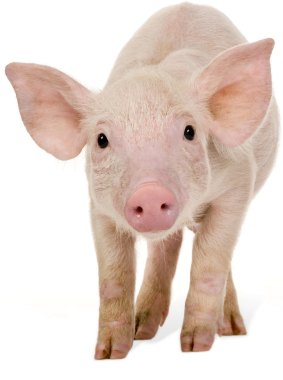 Years ago, I began to navigate the gap between the smell of bacon and the lives of piglets.