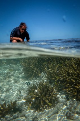 Dr Selina Ward, senior lecturer, School of Biological Sciences, University of Queensland, checking out the acropora aspera coral at Heron Island.