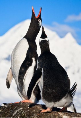 Antarctica Gentoo penguins.