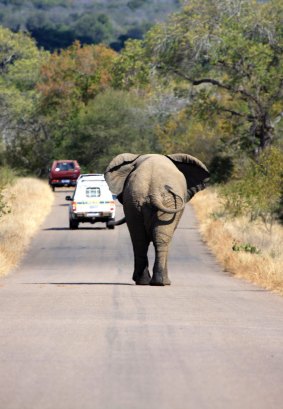 King of the road: An elephant roams in South Africa's Kruger National Park.