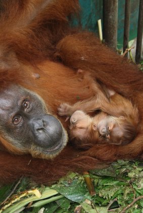 Gober and her twins when they were just a few days old at the Sumatran Orangutan Conservation Programme quarantine centre in Medan.