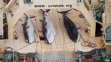 Minke whales aboard the Japanese factory ship Nisshin Maru in 2014. Japan is to resume whaling this summer.