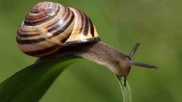 While Koreans put snail slime on the map, it's Chileans who get the credit for discovering its apparent benefits.