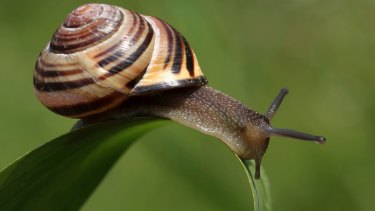 korean snail