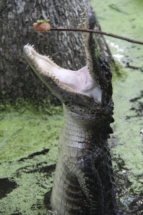 An alligator swamp tour near New Orleans.