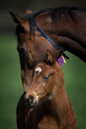 New arrival: A 10-day-old foal at Blue Gum Farm in Euroa. 