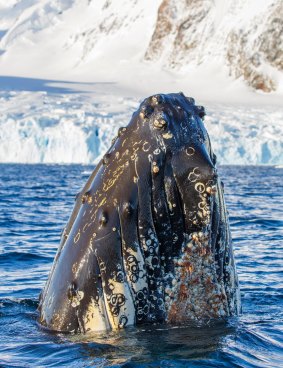 A humpback whale breaches in Antarctic waters.