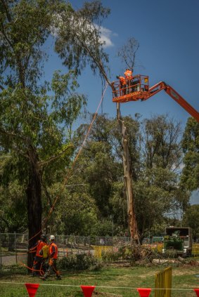Tree removal works begin on Northbourne Avenue in December. Plans to remove the rest of the trees have been brought forward, with all of the trees to come down by March.