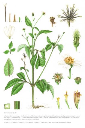 A botanical drawing by Lucia Garces, one of the co-winners of the inaugural fellowships for scientific illustration from the  Australian Museum.
