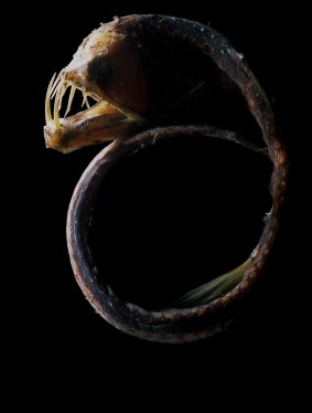 Sloane's viperfish holds the world record for largest teeth relative to head size in a fish.