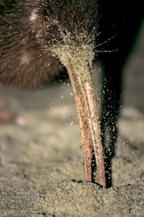 A brown kiwi female probes by scent for sand hoppers in rotting kelp  at night at Ocean Beach. 