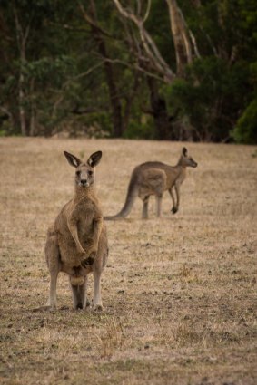 Kangaroos graze in paddocks on the eastern side of the Pound Bend park.