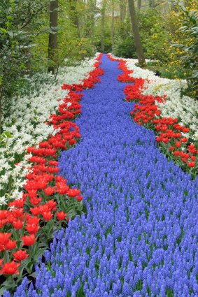 A river of grape hyacinths, tulips and daffodils.