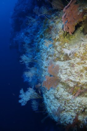 Mesophotic coral, such as this in Pohnpei, Micronesia, might act as "lifeboats" for nearby damaged reefs - but that could come with changes to species populations.