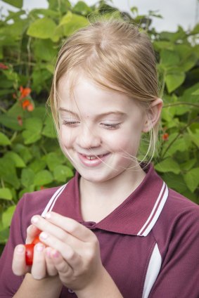 Year 3 student Rose Carpenter picks a tomato in the school garden as part of the new food and drink policy for ACT public schools.