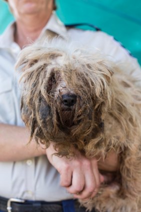Lochie the dog as he was found by RSPCA ACT inspectors.